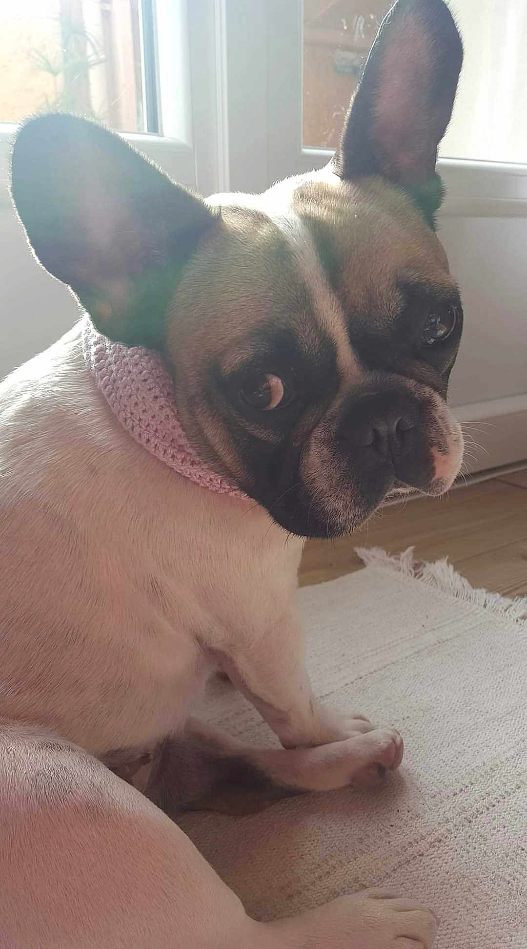 Lola