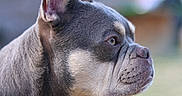 Tibo a rejoint le concours — aidez-le/la à gagner de superbes lots ! animal, background_blur, canine, close_up, companion, daylight, dog, domestic_animal, ears, french_bulldog, fur, looking_away, muzzle, nature, outdoor, pet, portrait, side_profile, snout, whiskers
