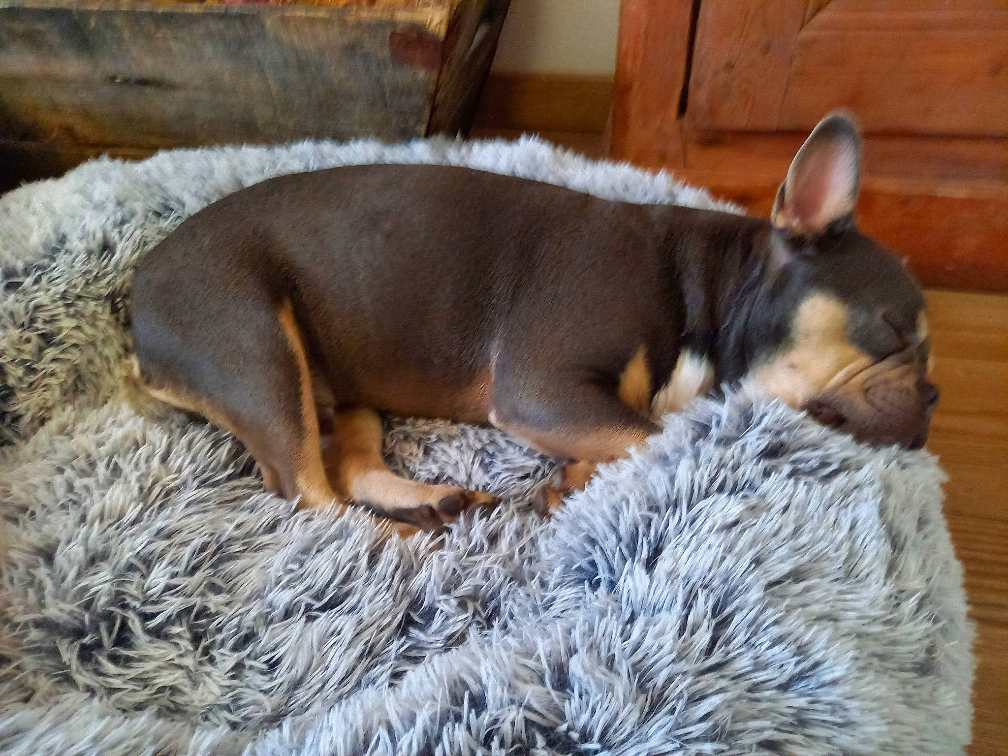 Tibo a rejoint le concours — aidez-le/la à gagner de superbes lots ! canidae, carnivore, comfort, companion_dog, dog, dog_breed, dog_supply, fawn, fur, mammal, nap, sleep, snout, sporting_group, tail, terrestrial_animal, vertebrate, wood, wool, working_animal