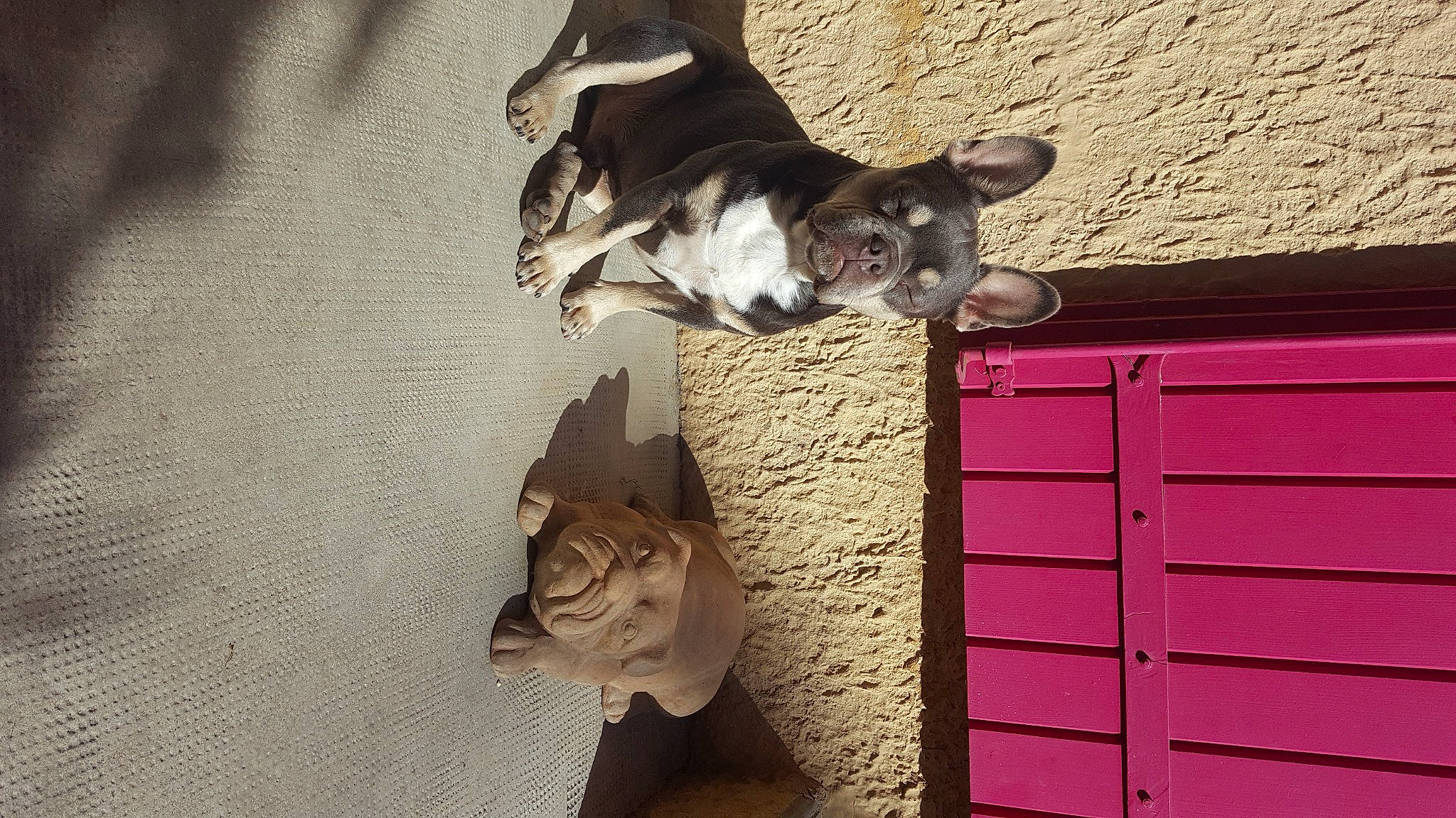 Tibo a rejoint le concours — aidez-le/la à gagner de superbes lots ! art, brown, cabinetry, carnivore, companion_dog, dog, dog_breed, door, door_handle, fawn, felidae, hardwood, rectangle, sculpture, small_to_medium_sized_cats, snout, sporting_group, tail, wood, working_animal