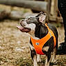Tibo a rejoint le concours — aidez-le/la à gagner de superbes lots ! alert, animal, black, blurred_background, brown, canine, daylight, dog, ears_up, fence, grass, happy, muzzle, nature, orange_harness, outdoor, pet, standing, tongue_out, white