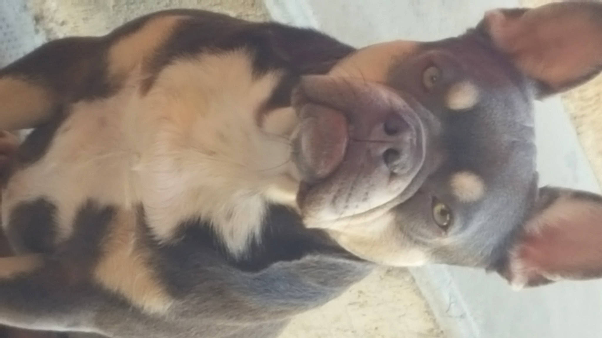 Tibo a rejoint le concours — aidez-le/la à gagner de superbes lots ! canidae, carnivore, collar, comfort, companion_dog, dog, dog_breed, ear, fawn, felidae, fur, mammal, paw, small_to_medium_sized_cats, snout, sporting_group, tail, vertebrate, whiskers, working_animal