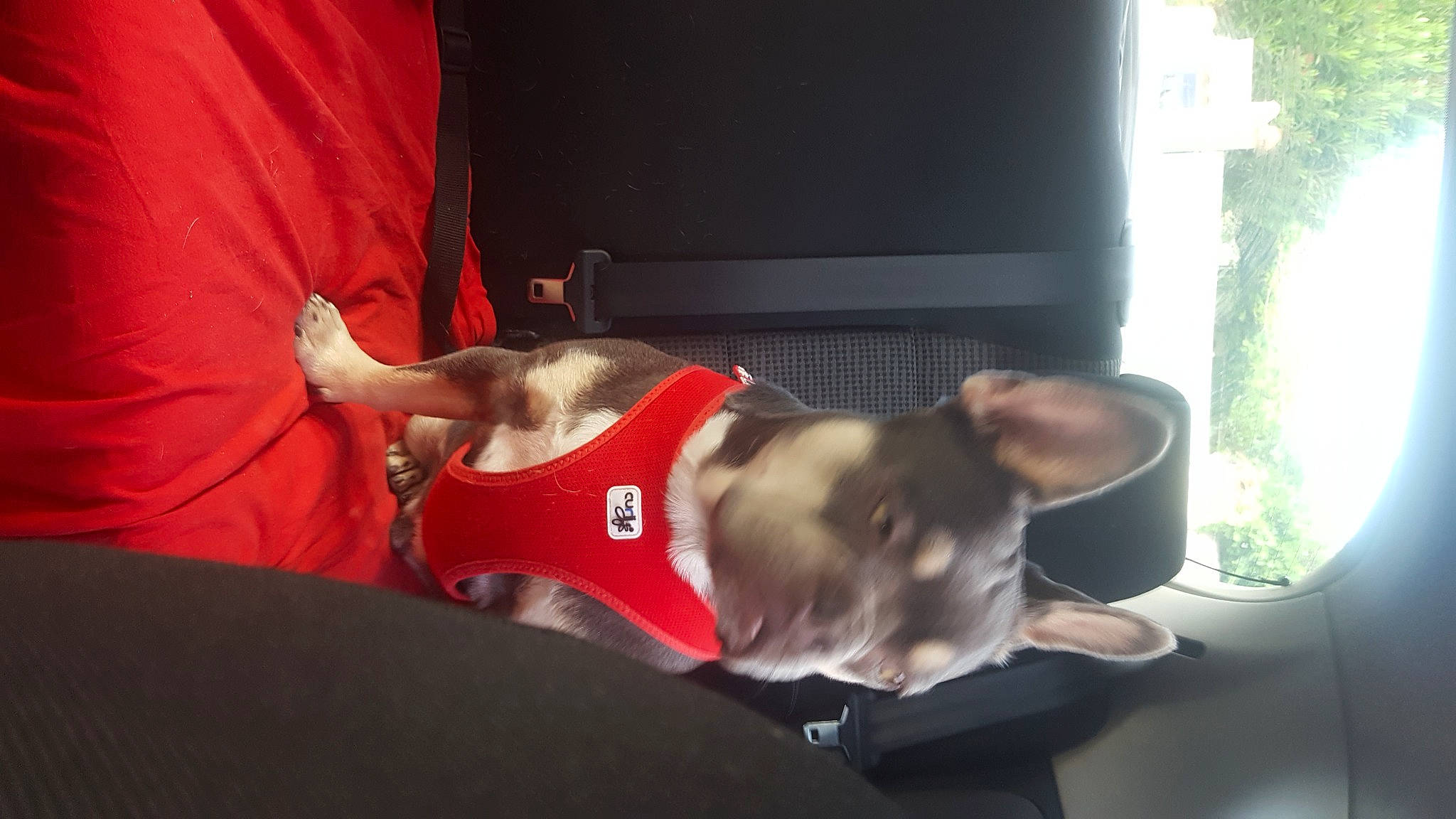 Tibo a rejoint le concours — aidez-le/la à gagner de superbes lots ! canidae, carnivore, collar, comfort, companion_dog, curtain, dog, dog_breed, ear, elbow, fawn, human_leg, non_sporting_group, tail, tree, whiskers, window