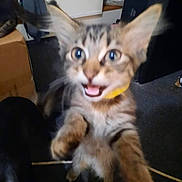 Truffle joined the competition — help win amazing prizes! kitten, cat, tabby, indoor, blurry, playing, paw, closeup, pet, animal, cute, feline, young, fur, whiskers, eyes, mouth, expression, curious, clutter