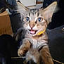 kitten, cat, tabby, indoor, blurry, playing, paw, closeup, pet, animal, cute, feline, young, fur, whiskers, eyes, mouth, expression, curious, clutter