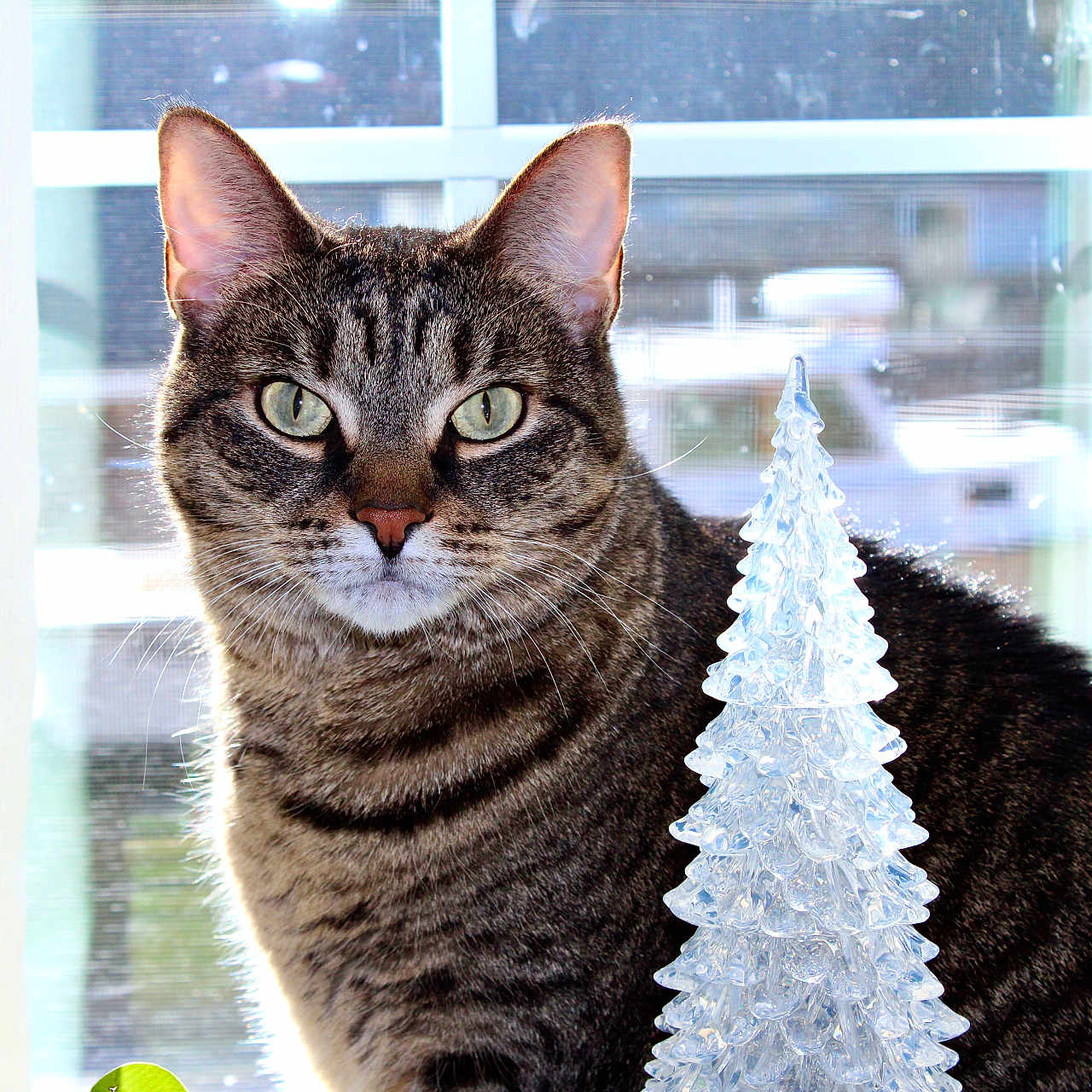Daisy is registered to the contest to win money with this photo: abyssinian, animal, blackcat, cat, egyptiancat, ice, kitten, manx, nature, outdoors, pet, snow
