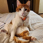 Chico is registered to the contest to win money with this photo: cat, orange_and_white, sitting, bed, collar, indoor, pet, relaxed, feline, fur, whiskers, paws, tail, cozy, blanket, domestic, cute, animal, resting, household