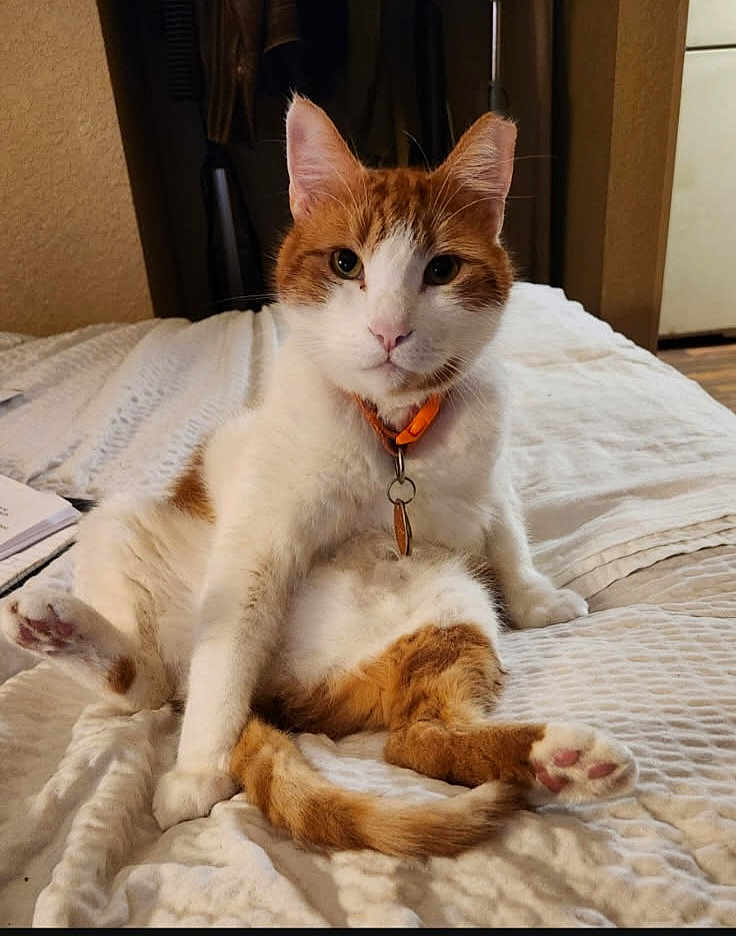 Chico is registered to the contest to win money with this photo: cat, orange_and_white, sitting, bed, collar, indoor, pet, relaxed, feline, fur, whiskers, paws, tail, cozy, blanket, domestic, cute, animal, resting, household