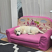 Alf a rejoint le concours — aidez-le/la à gagner de superbes lots ! puppy, dog, white_dog, pink_couch, children_furniture, princess_theme, castle_illustration, butterflies, indoor, curtains, rug, floor, home, cozy, pet, relaxing, laying_down, small_sofa, cute, animal