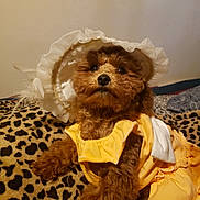 Rosie joined the competition — help win amazing prizes! dog, puppy, small_dog, brown_fur, fluffy, curly_fur, pet, animal, bonnet, dress, yellow_clothing, costume, leopard_print, blanket, indoor, portrait, sitting, cute, fashion, toy_like