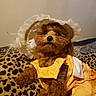dog, puppy, small_dog, brown_fur, fluffy, curly_fur, pet, animal, bonnet, dress, yellow_clothing, costume, leopard_print, blanket, indoor, portrait, sitting, cute, fashion, toy_like
