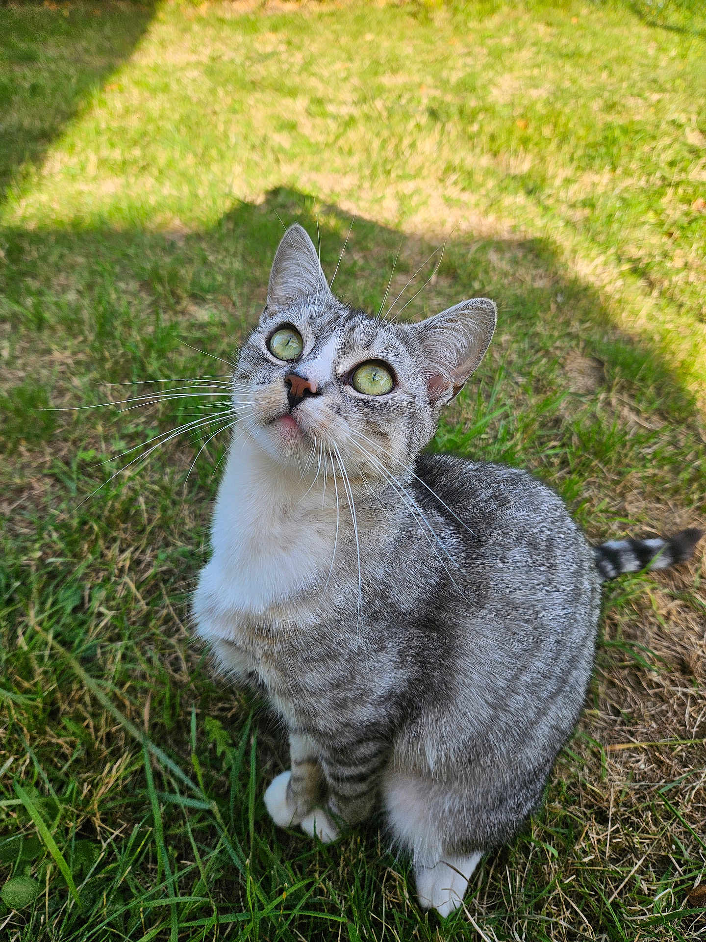 Princesse participe au concours pour gagner de l'argent avec cette photo : cat, tabby, gray_cat, green_eyes, grass, outdoor, pet, animal, whiskers, fur, sitting, looking_up, nature, daylight, curious, close_up, mammal, cute, domestic_cat, portrait