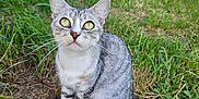 Princesse participe au concours pour gagner de l'argent avec cette photo : cat, gray_tabby, green_eyes, sitting, outdoor, grass, dirt, curious, animal, pet, whiskers, tail, nature, garden, feline, young_cat, alert, closeup, daylight, fur