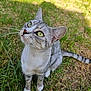 Princesse a rejoint le concours — aidez-le/la à gagner de superbes lots ! cat, gray_tabby, green_eyes, whiskers, grass, outdoor, nature, pet, animal, feline, curious, sitting, sunlight, close_up, portrait, mammal, striped, ears, tail, daylight