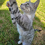 Princesse participe au concours pour gagner de l'argent avec cette photo : cat, gray_tabby, green_eyes, grass, outdoor, sunlight, pet, animal, feline, stretching, hind_legs, nature, curious, paw, whiskers, tail, close_up, daylight, cute, playful