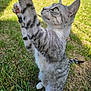 cat, gray_tabby, green_eyes, grass, outdoor, sunlight, pet, animal, feline, stretching, hind_legs, nature, curious, paw, whiskers, tail, close_up, daylight, cute, playful