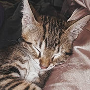 Mufasa participe au concours pour gagner de l'argent avec cette photo : cat, kitten, tabby, sleeping, pet, closeup, fur, whiskers, nose, ear, pillow, blanket, indoor, resting, portrait, domestic_animal, striped, cute, snuggle, soft_texture