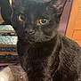Wolfie joined the competition — help win amazing prizes! black_cat, cat, indoor, furniture, yellow_eyes, pet, animal, curious, close_up, domestic_cat, sitting, household, cute, whiskers, ears, fur, mammal, companion, cozy, background