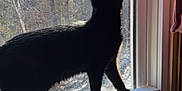 Wolfie joined the competition — help win amazing prizes! black_cat, cat, window, sunlight, winter, snow, tree, animal, pet, indoor, curious, silhouette, nature, daylight, glass, feline, house, frame, perched, shadow