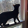 black_cat, cat, window, sunlight, winter, snow, tree, animal, pet, indoor, curious, silhouette, nature, daylight, glass, feline, house, frame, perched, shadow