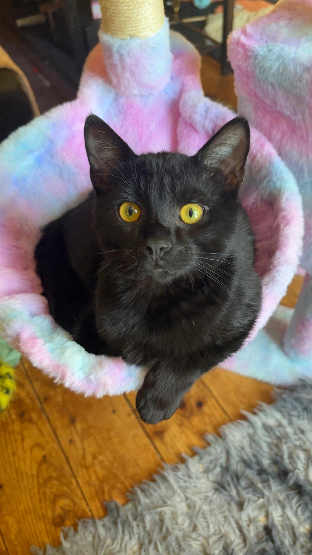 Wolfie joined the competition — help win amazing prizes! black_cat, cat, yellow_eyes, cat_hammock, fuzzy, pastel_colors, indoor, pet, animal, fur, wooden_floor, curious, relaxed, paw, feline, cozy, home, shaggy_rug, close_up, looking_at_camera