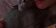 Boo is registered to the contest to win money with this photo: person, cat, gray_cat, snuggling, blanket, indoor, cozy, relaxed, face, fur, pet, sleeping_cat, closeup, comfort, casual_clothing, portrait, home, resting, cute, animal