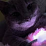 cat, gray_cat, close_up, furry, pet, animal, soft_light, glowing, pink_light, cozy, curious, whiskers, paw, indoor, cute, feline, portrait, dark_background, fluffy, relaxed