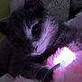 cat, gray_cat, pet, animal, indoor, soft_light, purple_light, blanket, fluffy, cozy, closeup, cute, fur, whiskers, paw, relaxed, bed, night, curious, light_source