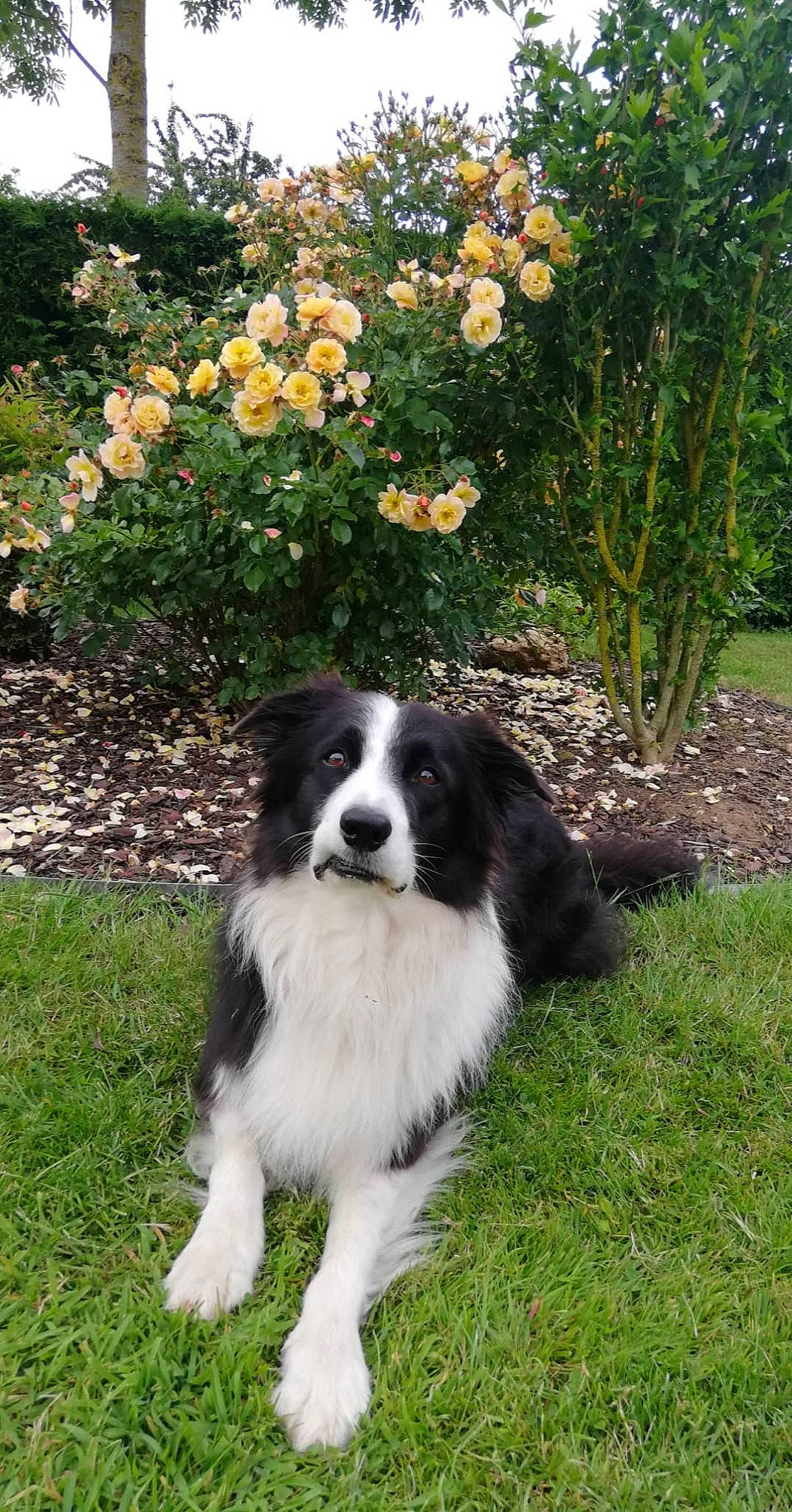 Floyd a rejoint le concours — aidez-le/la à gagner de superbes lots ! australian_collie, border_collie, bucovina_shepherd_dog, canidae, carnivore, companion_dog, dog, dog_breed, english_shepherd, herding_dog, karakachan_dog, landseer, mammal, pyrenean_mastiff, rare_breed_dog, sporting_group, stabyhoun, tornjak, vertebrate, working_dog