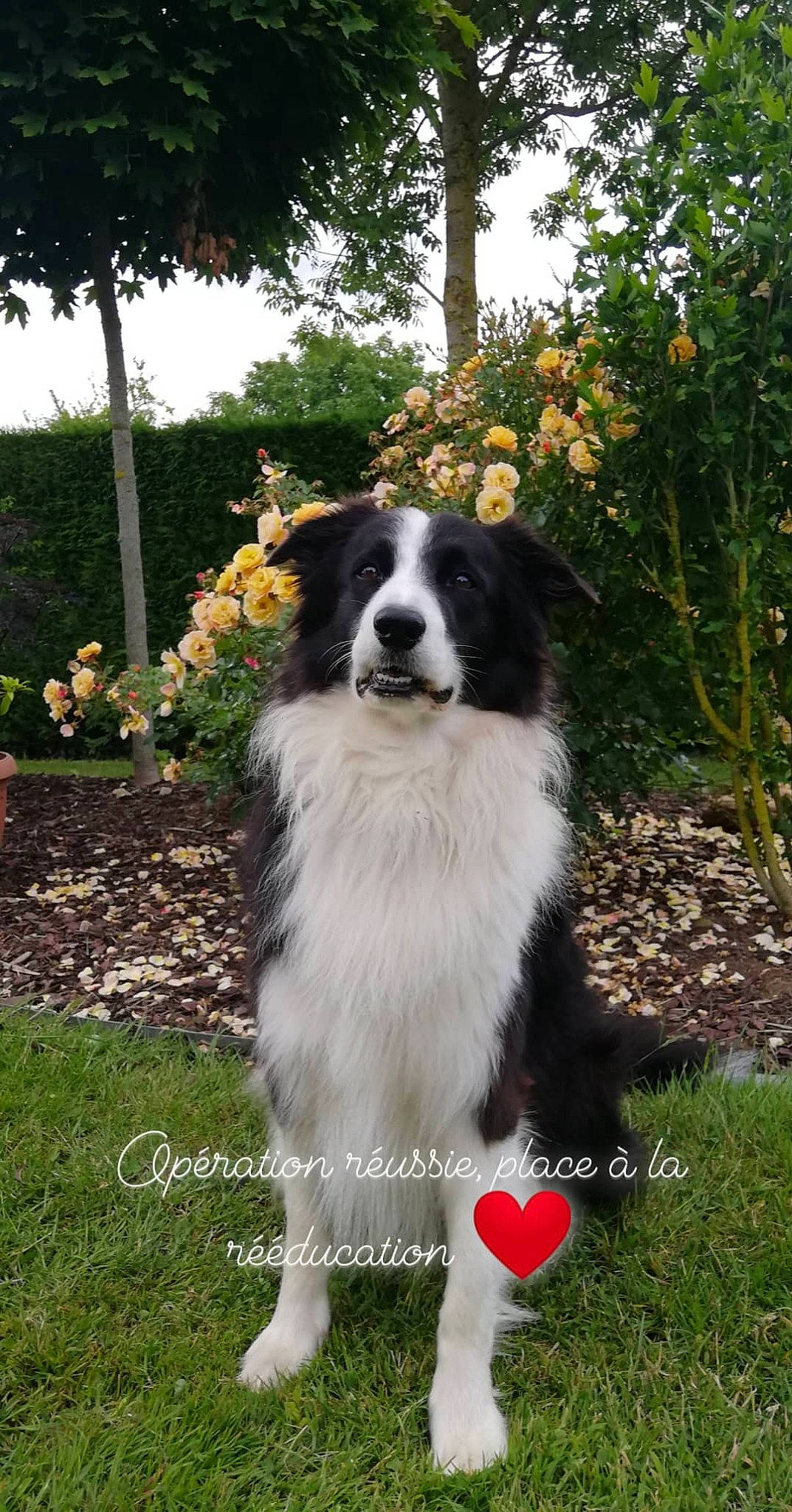 Floyd participe au concours pour gagner de l'argent avec cette photo : australian_collie, australian_shepherd, border_collie, bucovina_shepherd_dog, canidae, carnivore, companion_dog, dog, dog_breed, english_shepherd, herding_dog, karakachan_dog, mammal, miniature_australian_shepherd, pyrenean_mastiff, rare_breed_dog, sporting_group, tornjak, vertebrate, working_dog