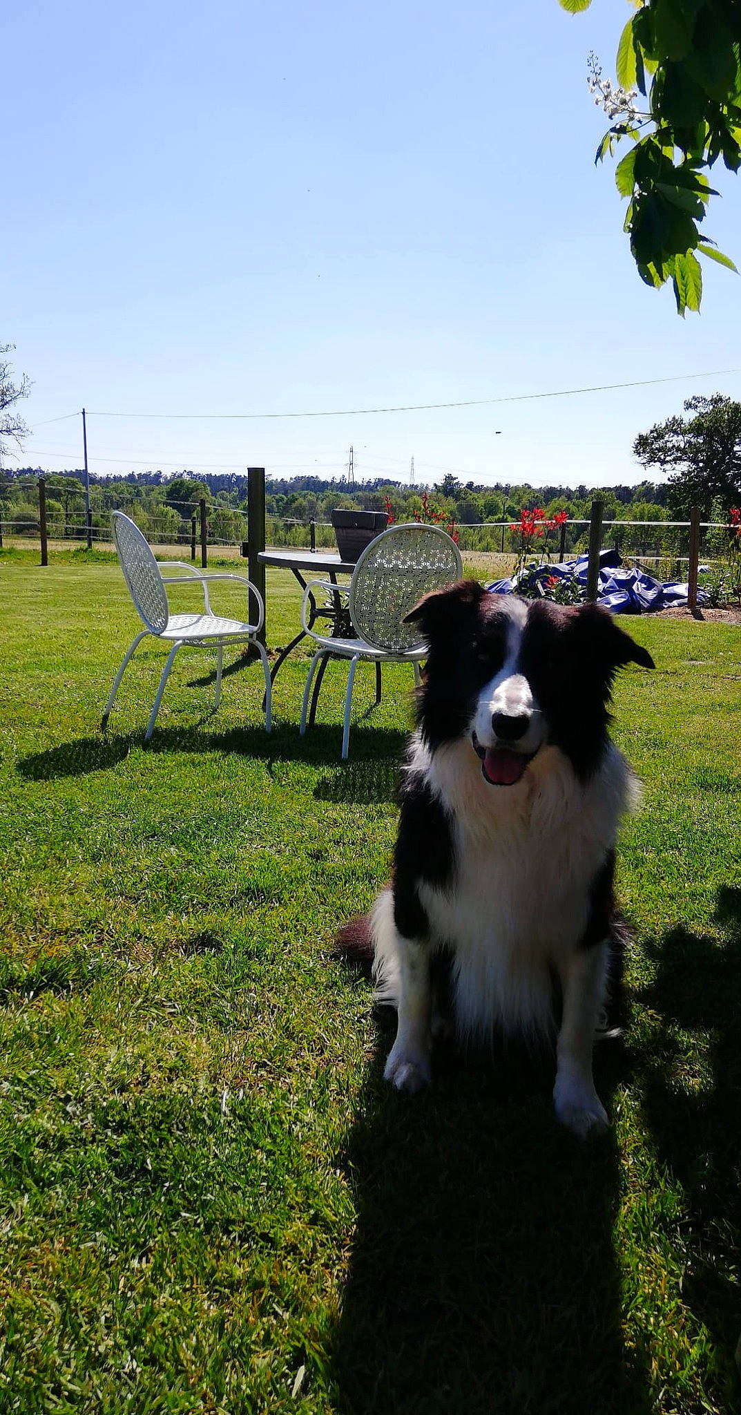 Floyd participe au concours pour gagner de l'argent avec cette photo : australian_shepherd, border_collie, canidae, carnivore, collie, dog, dog_breed, english_shepherd, farm, grass, herding_dog, house, lawn, mammal, plant, sporting_group, tree, welsh_sheepdog, working_dog