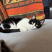 Nini participe au concours pour gagner de l'argent avec cette photo : alert, animal, black_and_white, cat, closeup, couch, cozy, feline, green_eyes, home_interior, indoor, lounging, orange, patterned_pillow, pet, pillow, relaxed, resting, soft_surface, yellow