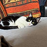 alert, animal, black_and_white, cat, closeup, couch, cozy, feline, green_eyes, home_interior, indoor, lounging, orange, patterned_pillow, pet, pillow, relaxed, resting, soft_surface, yellow