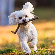 Penny is registered to the contest to win money with this photo: dog, white_dog, running, stick, grass, outdoor, playful, happy, pet, animal, ears, mouth, nature, daylight, cute, fur, walking, grass_field, sunlight, closeup
