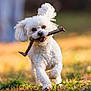 dog, white_dog, running, stick, grass, outdoor, playful, happy, pet, animal, ears, mouth, nature, daylight, cute, fur, walking, grass_field, sunlight, closeup
