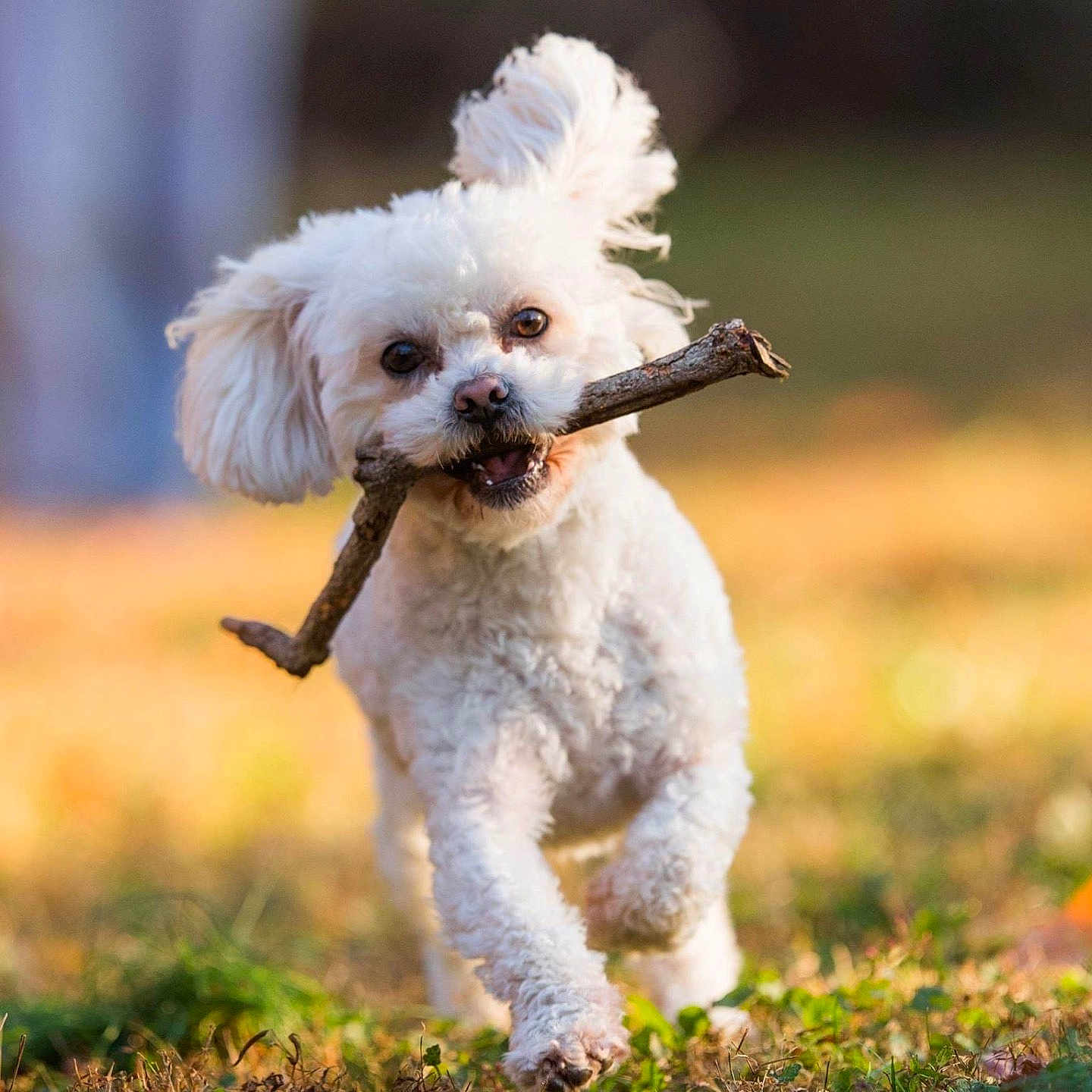 Penny is registered to the contest to win money with this photo: animal, closeup, cute, daylight, dog, ears, fur, grass, grass_field, happy, mouth, nature, outdoor, pet, playful, running, stick, sunlight, walking, white_dog