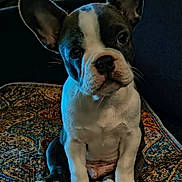 Max joined the competition — help win amazing prizes! french_bulldog, puppy, dog, pet, indoor, rug, patterned_rug, ears, cute, animal, sitting, looking, fur, whiskers, close_up, young, domestic_animal, companion, cozy, floor