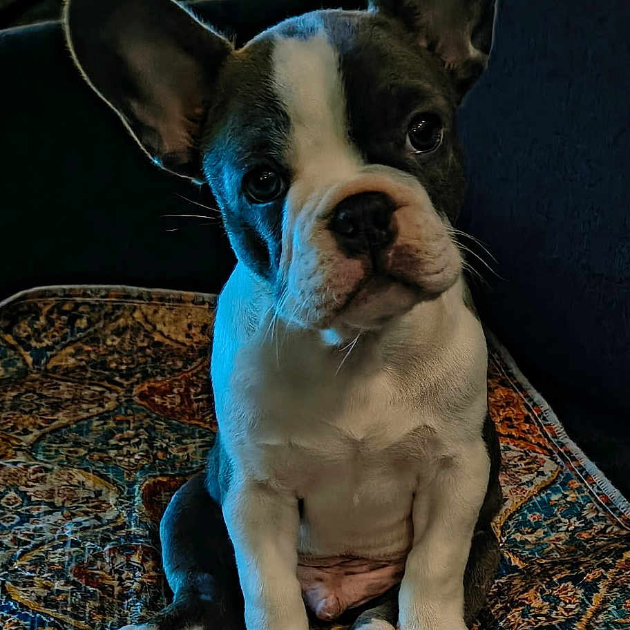 Max joined the competition — help win amazing prizes! animal, close_up, companion, cozy, cute, dog, domestic_animal, ears, floor, french_bulldog, fur, indoor, looking, patterned_rug, pet, puppy, rug, sitting, whiskers, young