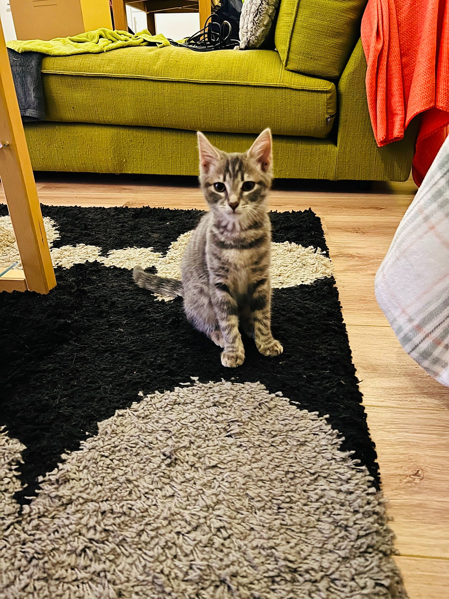 Molly a rejoint le concours — aidez-le/la à gagner de superbes lots ! carnivore, carpet, cat, comfort, couch, door, fawn, felidae, floor, flooring, grey, hardwood, pillow, rectangle, road_surface, small_to_medium_sized_cats, snout, tail, whiskers, wood