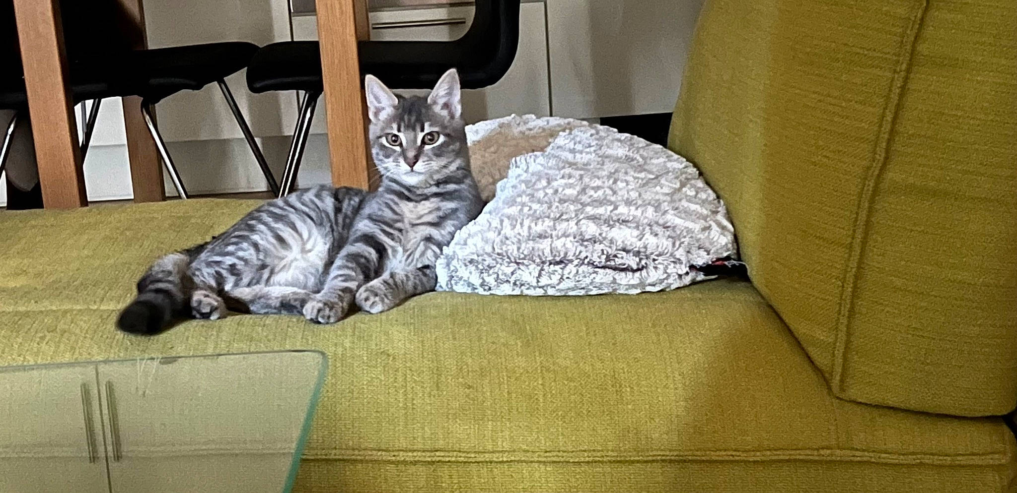 Molly participe au concours pour gagner de l'argent avec cette photo : bed, bed_sheet, bedding, carnivore, cat, comfort, domestic_short_haired_cat, felidae, floor, flooring, fur, grey, hardwood, linens, nap, room, small_to_medium_sized_cats, tail, whiskers, wood