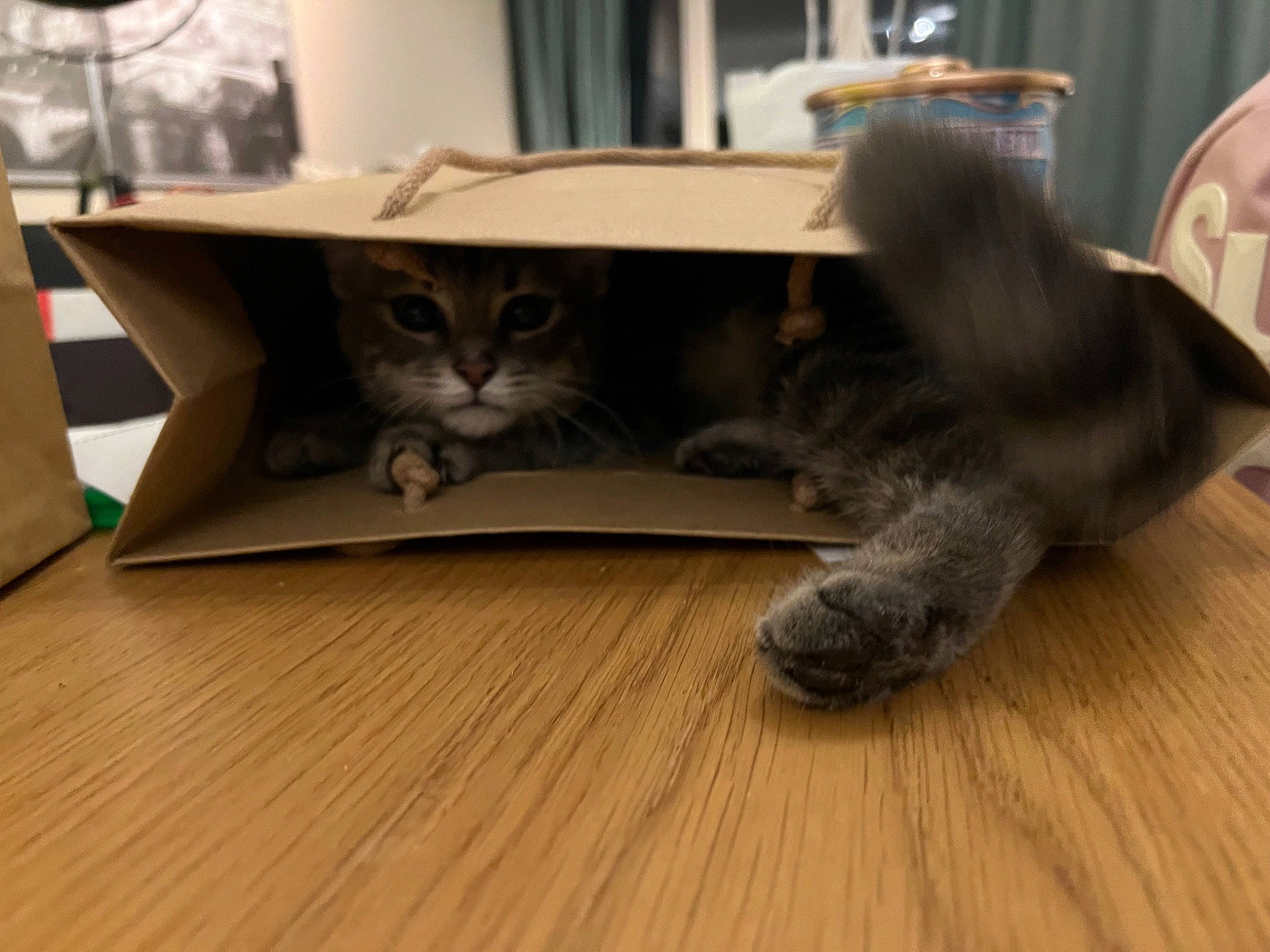 Molly participe au concours pour gagner de l'argent avec cette photo : carnivore, cat, cat_toy, comfort, domestic_short_haired_cat, felidae, flooring, fur, grey, hardwood, home_appliance, laminate_flooring, paw, pet_supply, small_to_medium_sized_cats, snout, tail, whiskers, wood, wood_stain