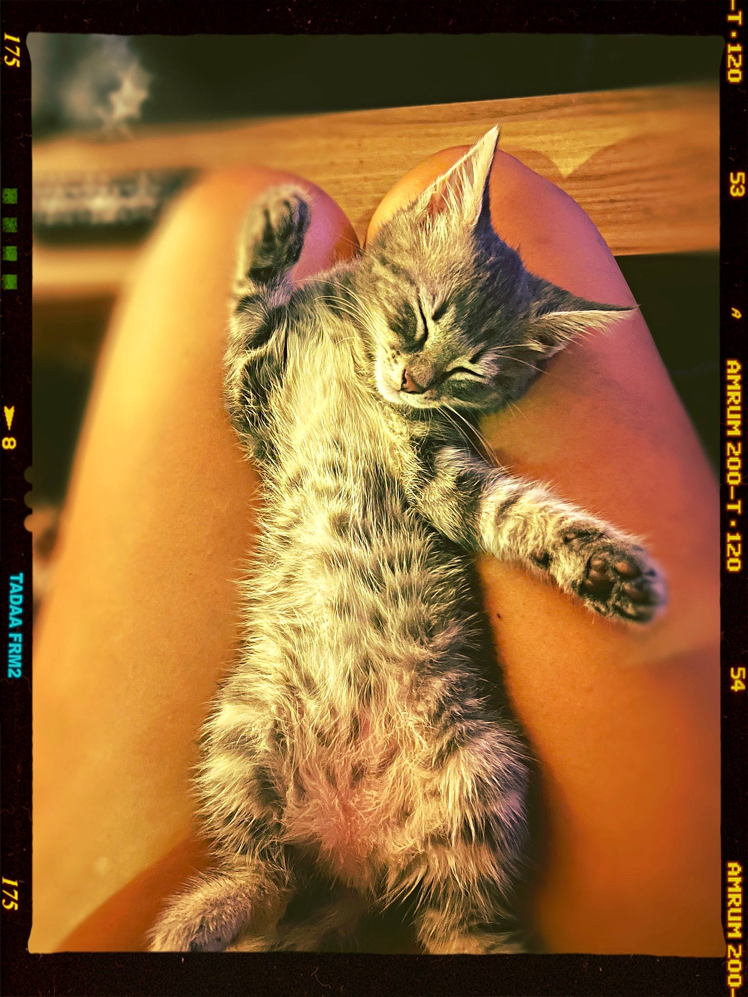 Molly participe au concours pour gagner de l'argent avec cette photo : adaptation, carnivore, cat, display_device, domestic_short_haired_cat, electronic_device, felidae, font, fur, organism, paw, photo_caption, rectangle, screenshot, small_to_medium_sized_cats, square, tail, technology, visual_arts, whiskers