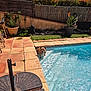 backyard, blue_water, canine, dog, fence, flower, garden_statue, grass, outdoor, pet, plant, pool, potted_plant, recreation, relaxation, rock, summer, sunlight, terracotta_tiles, water