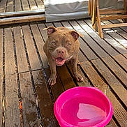 Naya participe au concours pour gagner de l'argent avec cette photo : animal, brown_dog, canine, chair, daylight, dog, flooring, happy_dog, outdoor, pet, pink_bowl, plastic_curtain, playful, smiling, sunlight, table, water_bowl, wet_floor, wood, wooden_deck