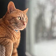 George is registered to the contest to win money with this photo: cat, ginger_cat, orange_fur, pet, indoor, window, natural_light, looking_outside, whiskers, feline, animal, closeup, soft_focus, cozy, domestic_cat, curious, portrait, relaxed, cat_collar, side_view