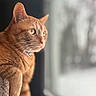 cat, ginger_cat, orange_fur, pet, indoor, window, natural_light, looking_outside, whiskers, feline, animal, closeup, soft_focus, cozy, domestic_cat, curious, portrait, relaxed, cat_collar, side_view