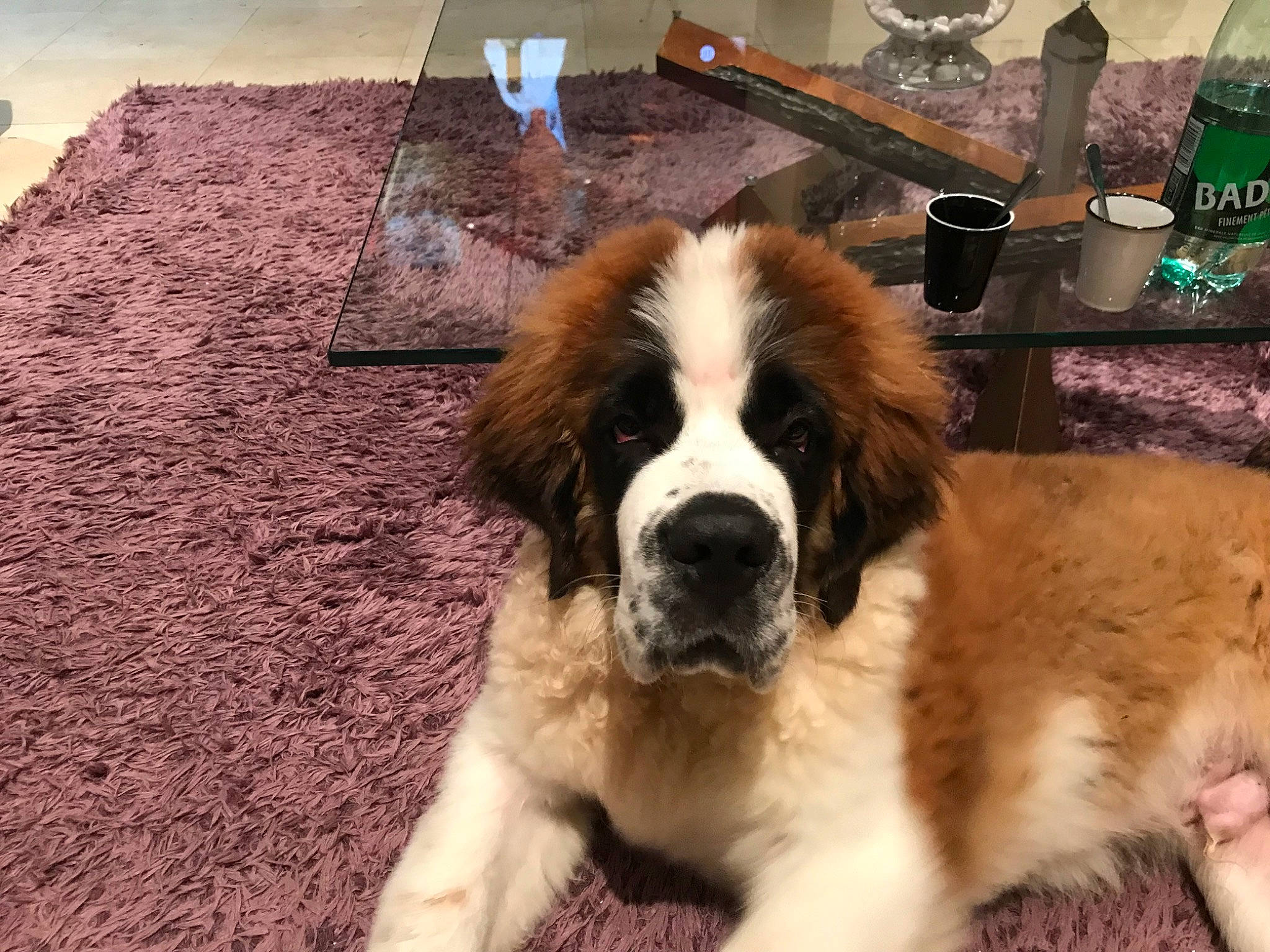 Mowgli participe au concours pour gagner de l'argent avec cette photo : canidae, carnivore, companion_dog, dog, dog_breed, fur, giant_dog_breed, gun_dog, kitchen_utensil, liver, moscow_watchdog, snout, soil, sporting_group, st_bernard, tableware, working_dog