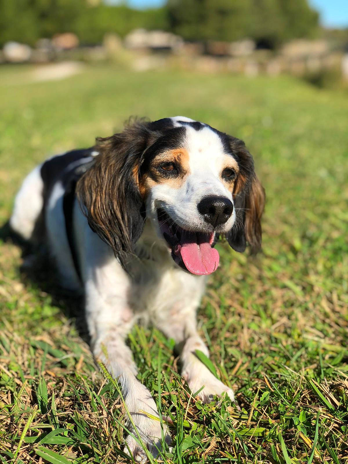 Luffy participe au concours pour gagner de l'argent avec cette photo : canidae, carnivore, companion_dog, dog, dog_breed, french_spaniel, grass, hunting_dog, mammal, rare_breed_dog, snout, sporting_group, vertebrate