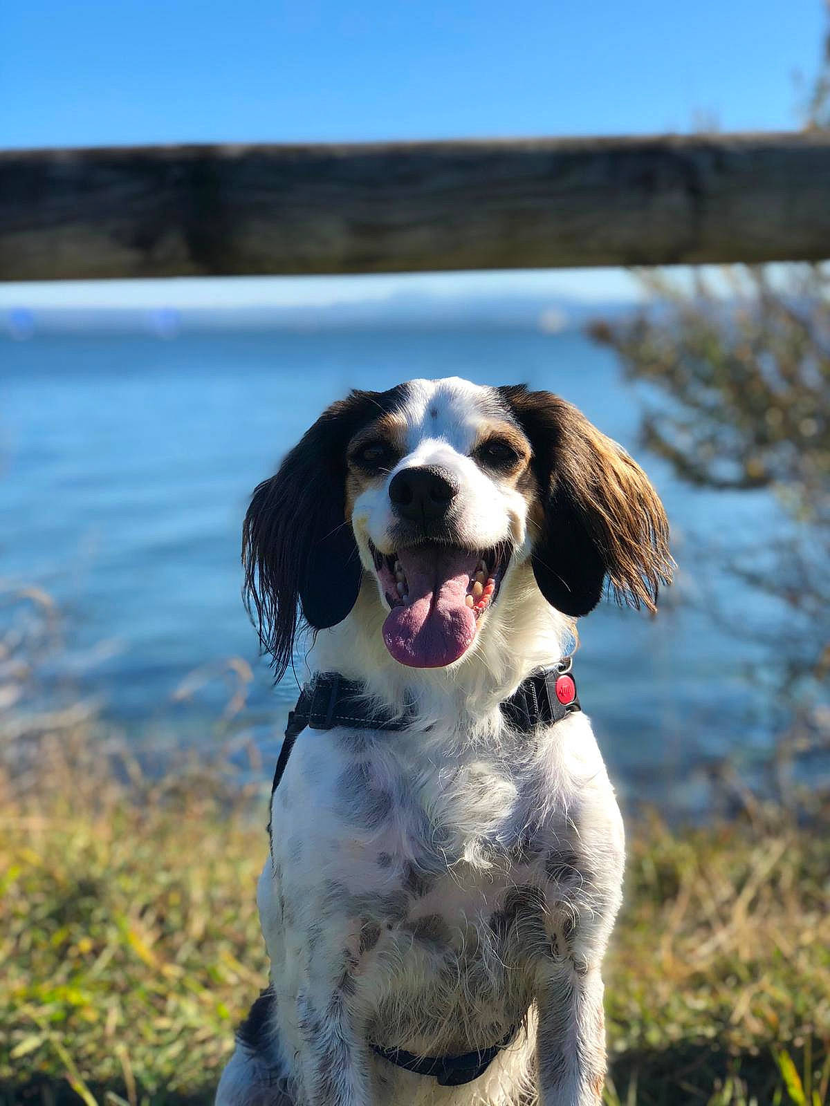 Luffy a rejoint le concours — aidez-le/la à gagner de superbes lots ! canidae, carnivore, companion_dog, dog, dog_breed, drentse_patrijshond, english_setter, english_springer_spaniel, french_spaniel, german_longhaired_pointer, hunting_dog, irish_red_and_white_setter, mammal, rare_breed_dog, russian_spaniel, setter, small_munsterlander, spaniel, sporting_group, vertebrate