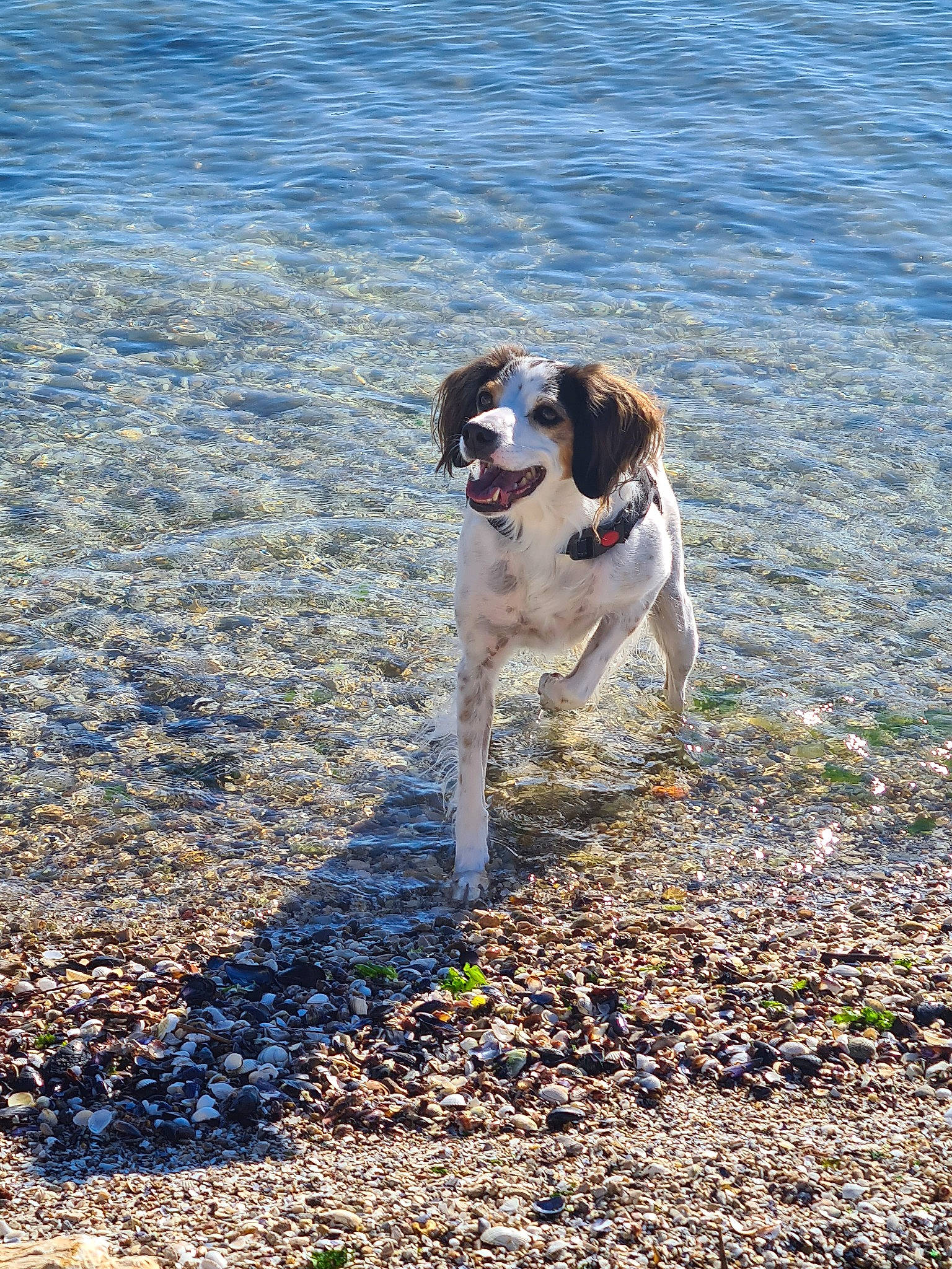 Luffy participe au concours pour gagner de l'argent avec cette photo : beach, canidae, carnivore, coast, dog, dog_breed, drentse_patrijshond, hunting_dog, mammal, rare_breed_dog, sporting_group, vertebrate
